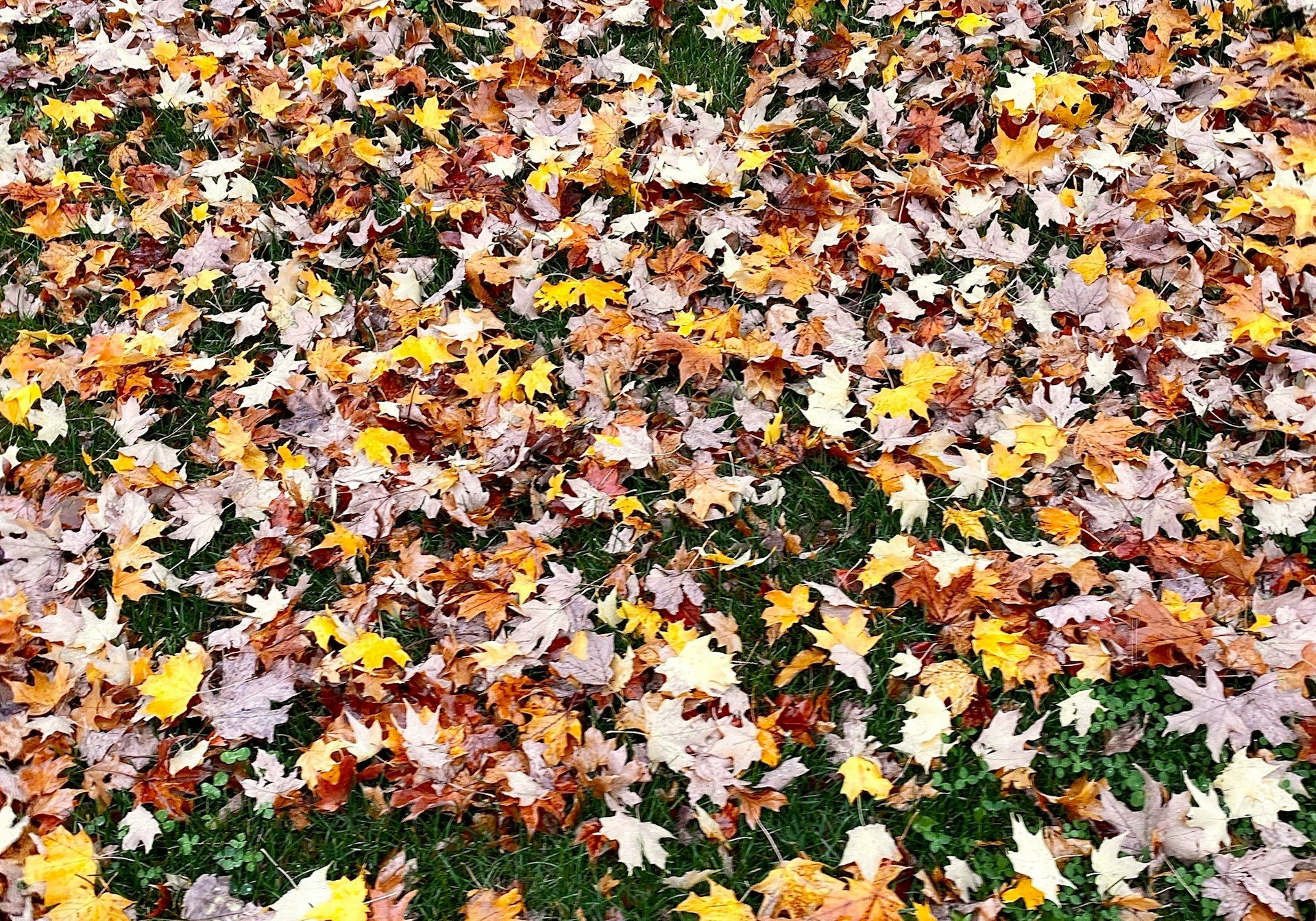 Picture of leaves scattered on a green lawn.